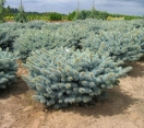 ´R.H. Montgomery´ dwarf Colorado Blue Spruce